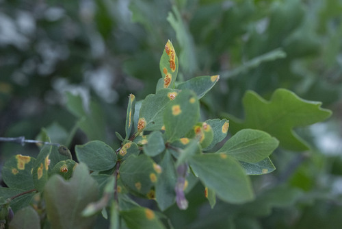 Puccinia crandallii observed 2025-06-18