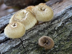 Lentinus berteroi