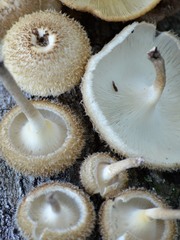Lentinus berteroi