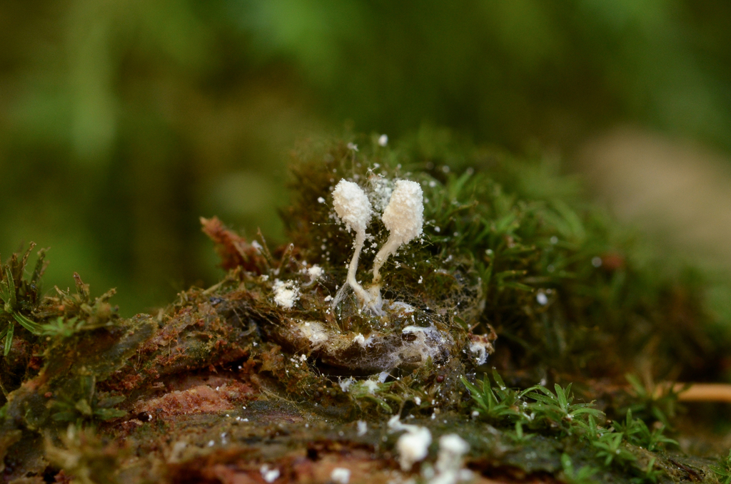 Cordyceps cateniannulata