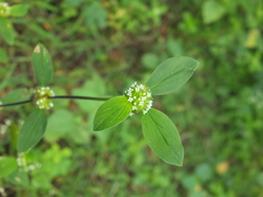 Spermacoce ocymoides