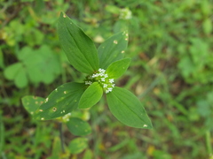 Spermacoce ocymoides
