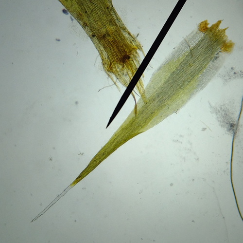Campylopus introflexus