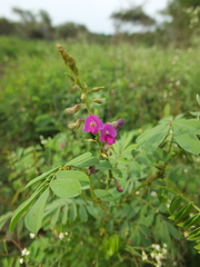 Tephrosia purpurea