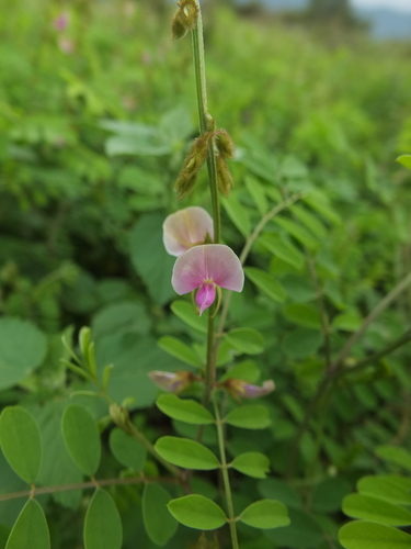 Image of Tephrosia villosa by (c) Siddarth Machado, some rights reserved (CC BY)