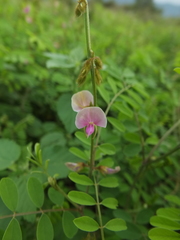 Tephrosia villosa