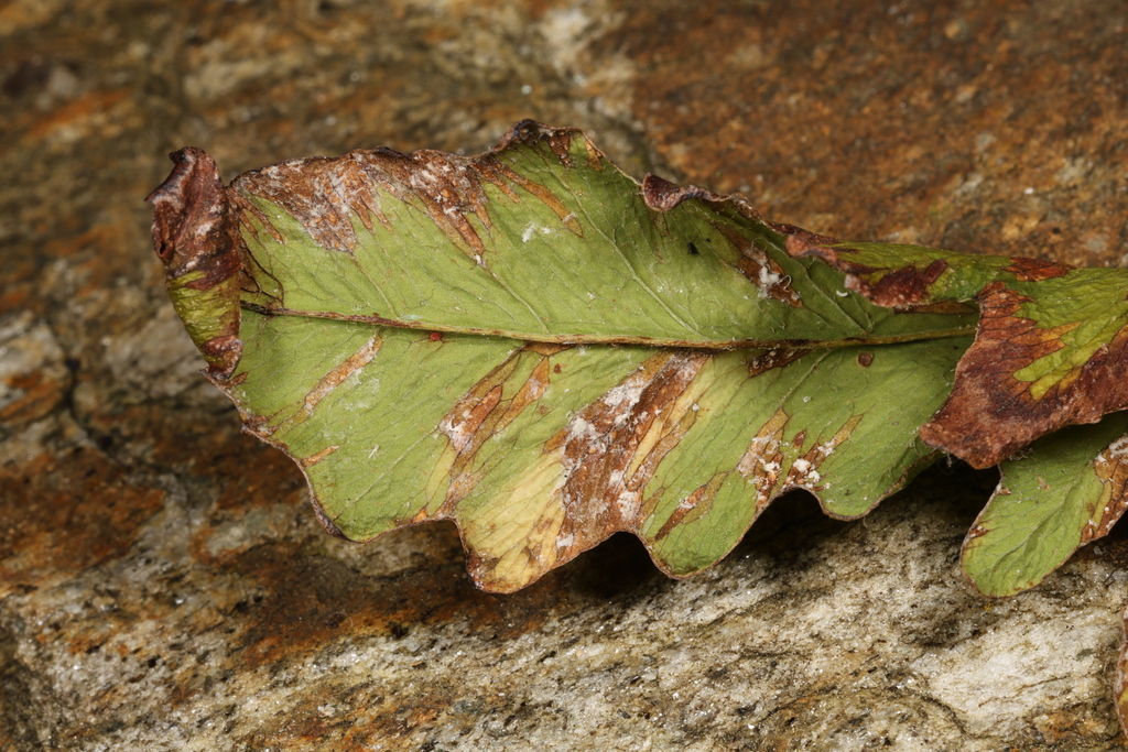 Uredinopsis americana