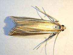 Hednota relatalis