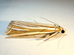 Hednota relatalis
