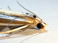 Hednota relatalis