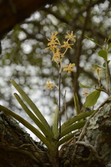 Vanda testacea