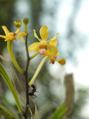 Vanda testacea