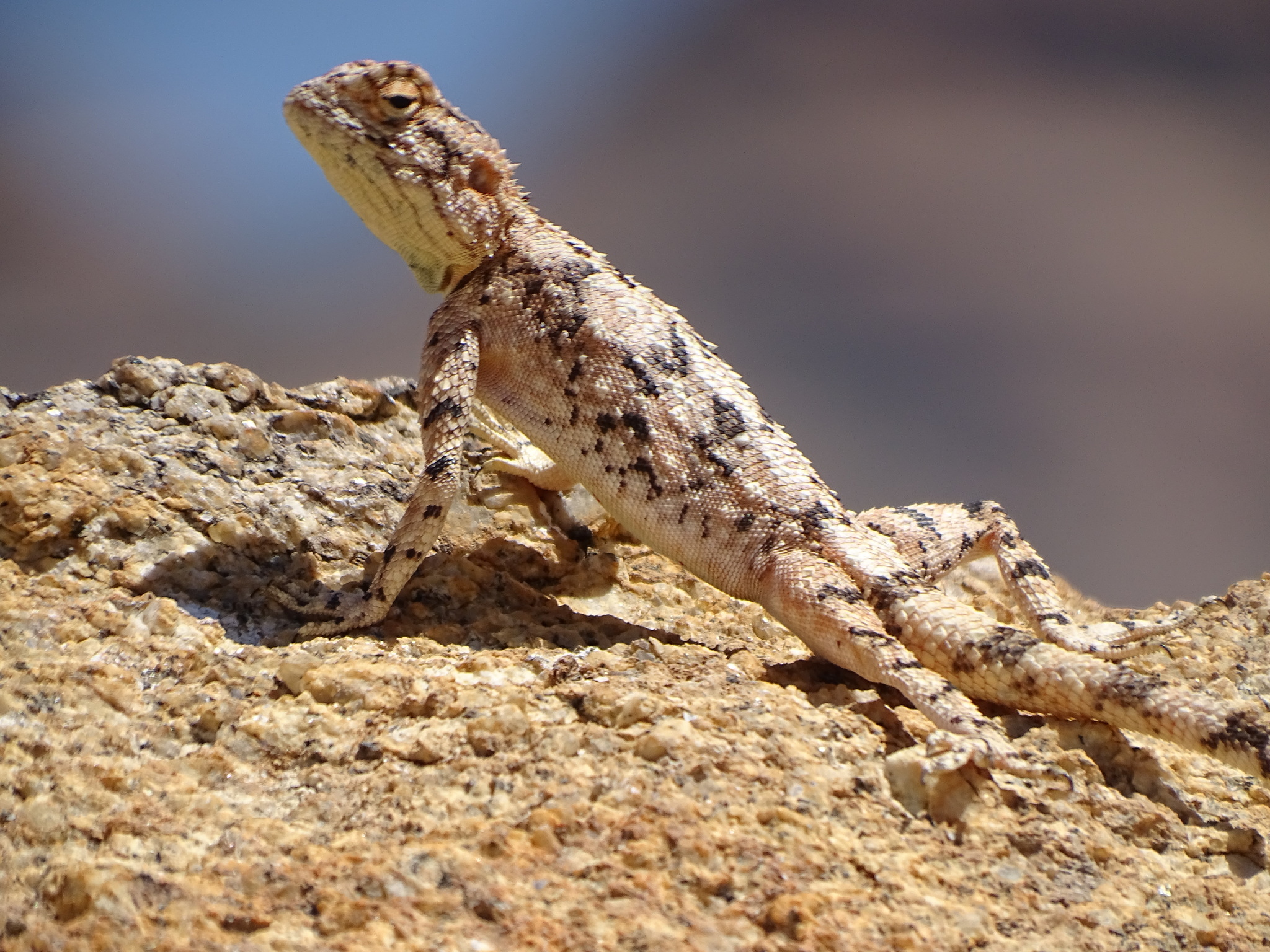 Agama anchietae Bocage, 1896