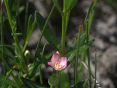 Cyanothamnus polygalifolius