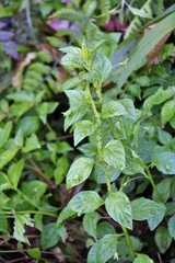 Lysimachia capillipes