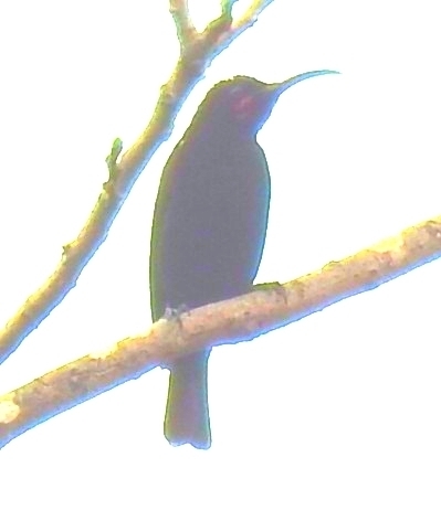 Amethyst Sunbird (Chalcomitra amethystina), photo 1