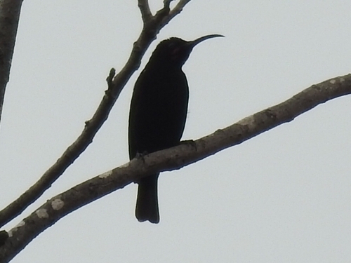 Amethyst Sunbird (Chalcomitra amethystina), photo 2