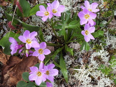 Claytonia acutifolia