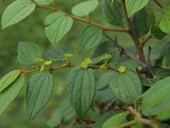 Ziziphus oenopolia