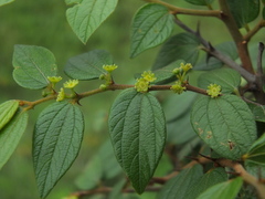 Ziziphus oenopolia