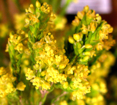 Passerina rigida