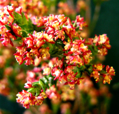 Passerina rigida