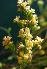 Passerina rigida