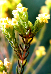 Passerina rigida