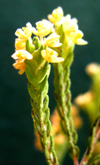Passerina rigida