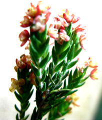 Passerina rigida