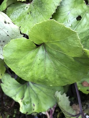 Petasites formosanus