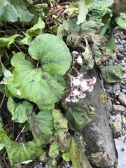 Petasites formosanus