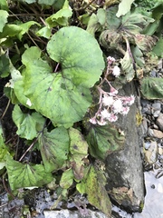 Petasites formosanus