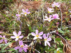 Claytonia acutifolia