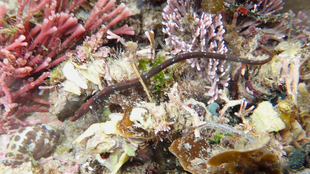 Javelin pipefish (Lissocampus runa) — Syngnathidae
