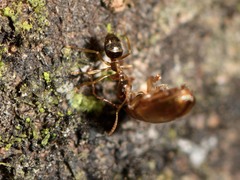 Prolasius advena