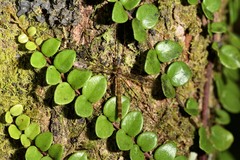 Austrolimnophila argus