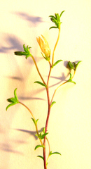 Wahlenbergia polyantha