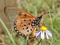 Acraea neobule neobule