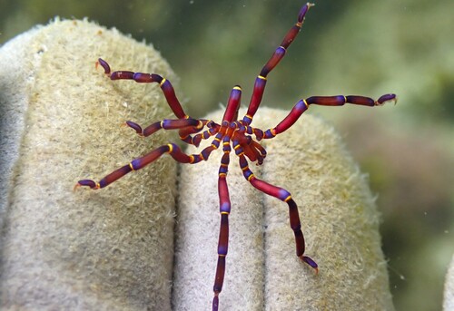 Anoplodactylus observed 2026-01-16