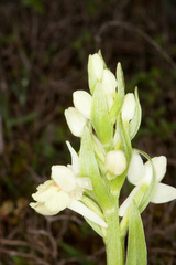 Dactylorhiza insularis