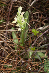 Dactylorhiza insularis