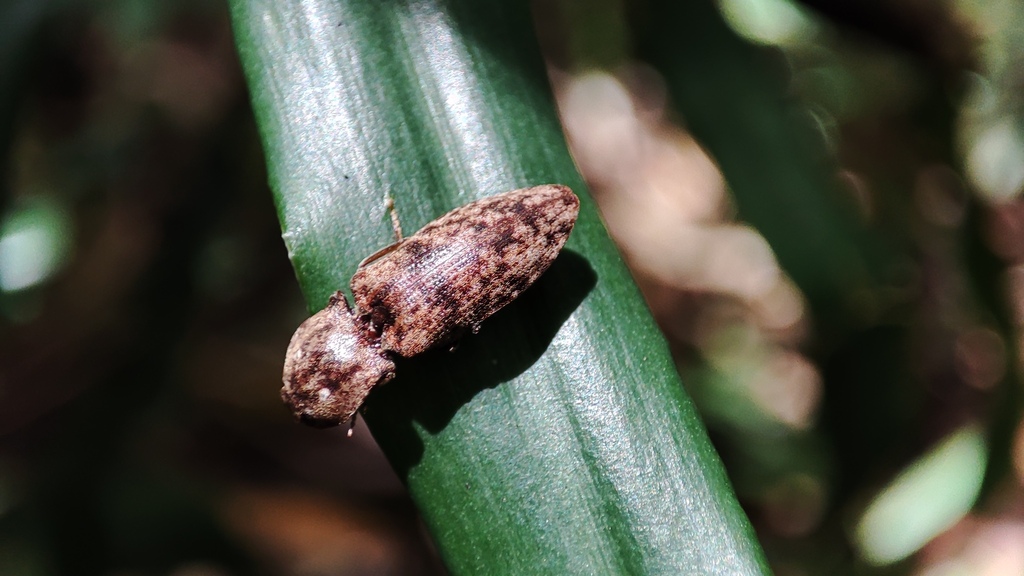 Agrypnus suboculatus