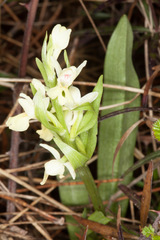 Dactylorhiza insularis