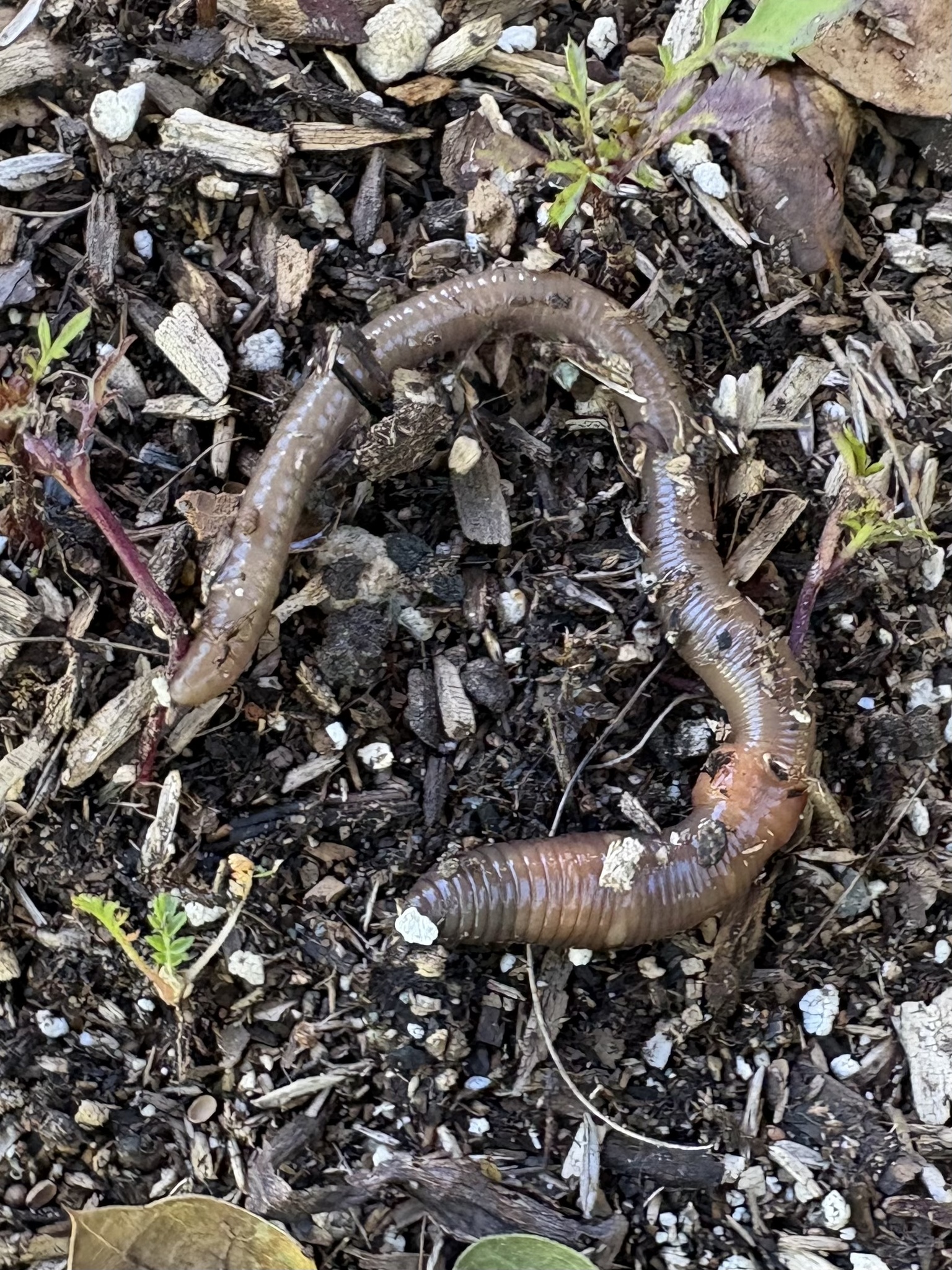 Lumbricus terrestris Linnaeus, 1758