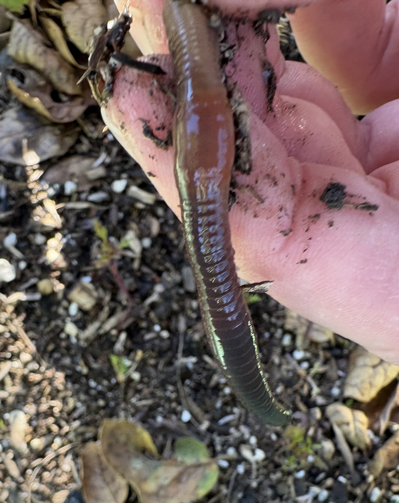 Lumbricus terrestris Linnaeus, 1758