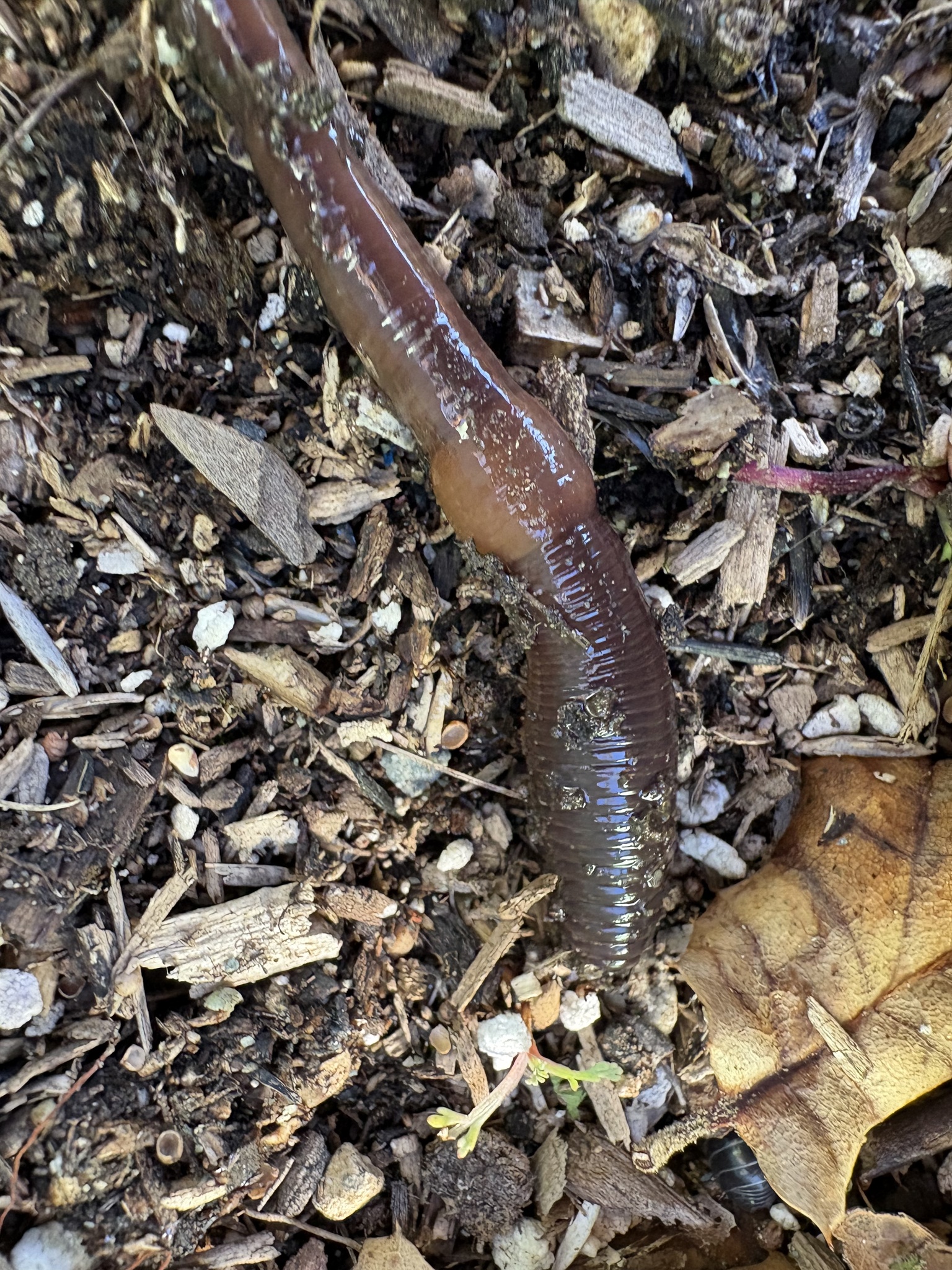 Lumbricus terrestris Linnaeus, 1758