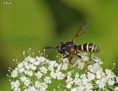Conops flavipes