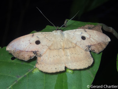 Hypopyra contractipennis