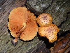 Gymnopilus lepidotus